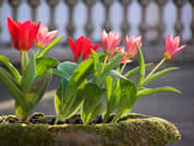 Flowers in house grounds