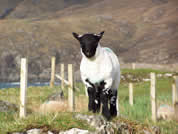 Sheep in surrounding countryside