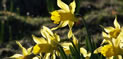 The area is covered in daffodils during the spring