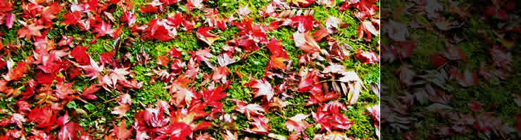 Autumn leaves