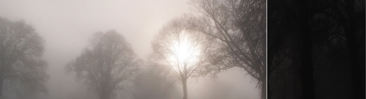 Winter sunlight through trees in Gartmore grounds